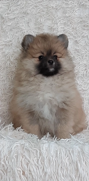 Spitz kiskutyák eladók  - kép 2