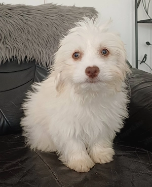 bichon havanese kisfiú - kép 3