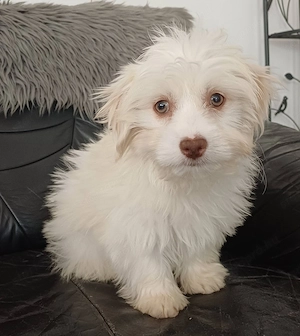 bichon havanese kisfiú - kép 2
