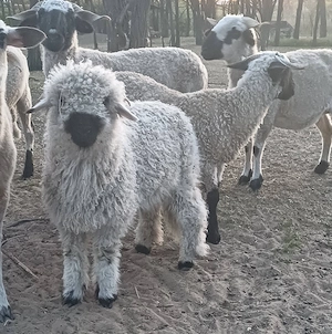 4 hónapos kos bárány eladó - kép 3