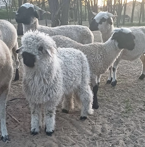 4 hónapos kos bárány eladó - kép 4