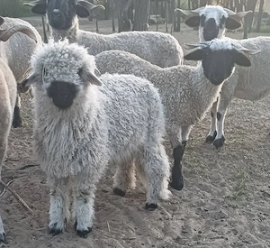 4 hónapos kos bárány eladó - kép 2