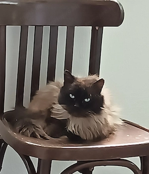Ragdoll felnőtt kandúr cica ivaros fedezésre - kép 4