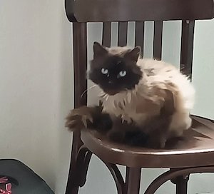 Ragdoll felnőtt kandúr cica ivaros fedezésre - kép 2