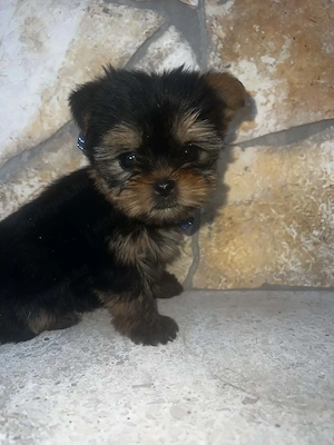 Yorkshire Terrier bébi 