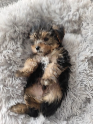 yorkshire terrier mini kisfiú  - kép 3