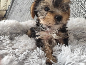 yorkshire terrier mini kisfiú  - kép 2