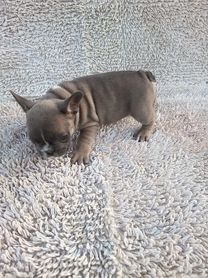 Francia bulldog kiskutyák. - kép 2