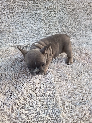 Francia bulldog kiskutyák. - kép 3