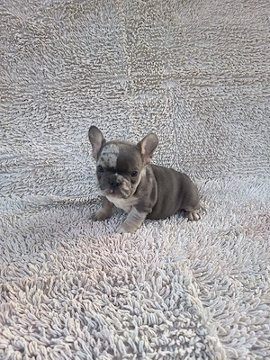 Francia bulldog kiskutyák. - kép 5