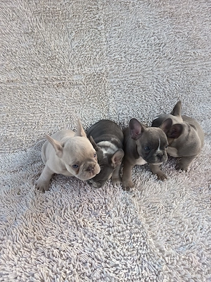 Francia bulldog kiskutyák. - kép 4