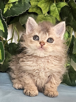 Göndör szőrű Selkirk Rex cica baba eladó. - kép 4