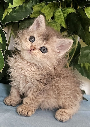 Göndör szőrű Selkirk Rex cica baba eladó. - kép 3