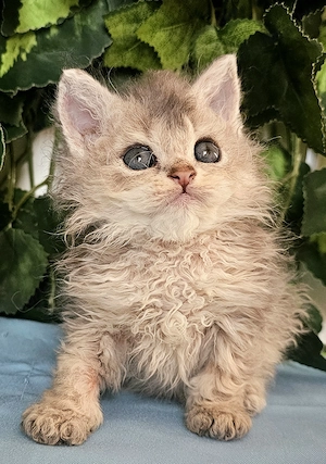 Göndör szőrű Selkirk Rex cica baba eladó. - kép 7