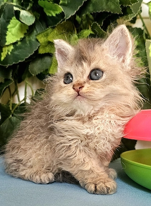 Göndör szőrű Selkirk Rex cica baba eladó. - kép 2
