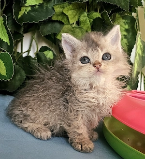 Göndör szőrű Selkirk Rex cica baba eladó. - kép 5