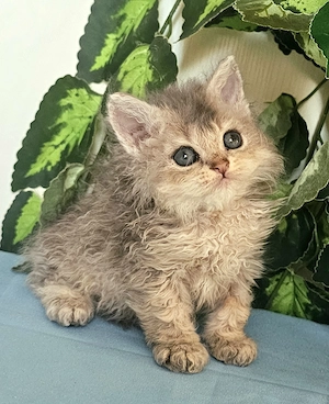 Göndör szőrű Selkirk Rex cica baba eladó. - kép 6