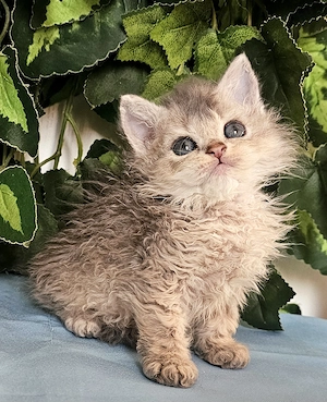 Göndör szőrű Selkirk Rex cica baba eladó.
