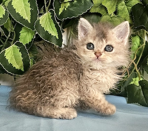 Göndör szőrű Selkirk Rex cica baba eladó. - kép 9