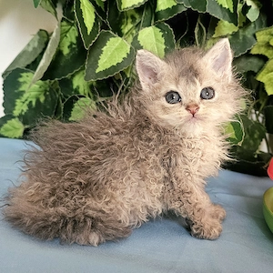 Göndör szőrű Selkirk Rex cica baba eladó. - kép 10