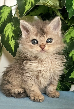 Göndör szőrű Selkirk Rex cica baba eladó. - kép 8