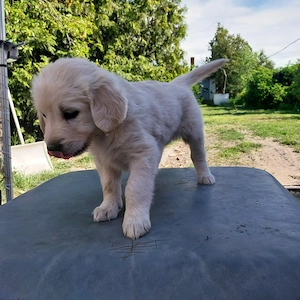 Golden retriver kiskutyák - kép 2