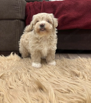 Maltipoo kiskutyák gazdit keresnek - kép 8