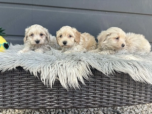 Maltipoo kiskutyák gazdit keresnek - kép 5