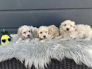 Maltipoo kiskutyák gazdit keresnek - kép 6