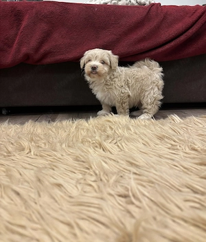 Maltipoo kiskutyák gazdit keresnek - kép 7