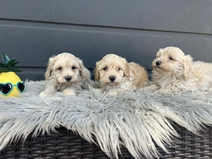 Maltipoo kiskutyák gazdit keresnek - kép 4