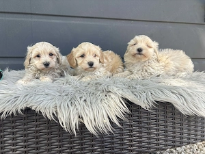 Maltipoo kiskutyák gazdit keresnek - kép 3