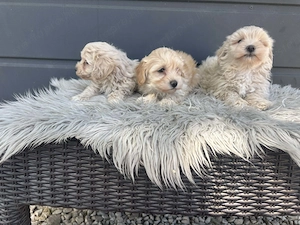 Maltipoo kiskutyák gazdit keresnek - kép 2