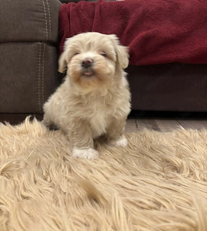 Maltipoo kiskutyák gazdit keresnek - kép 9