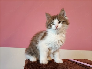 Gyönyörű szép maine coon kandúr - kép 3