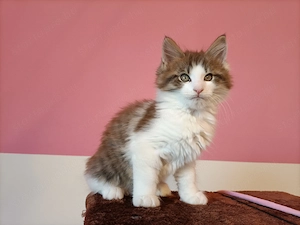 Gyönyörű szép maine coon kandúr - kép 7