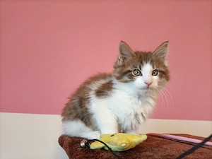 Gyönyörű szép maine coon kandúr - kép 6
