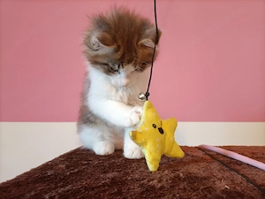 Gyönyörű szép maine coon kandúr - kép 8