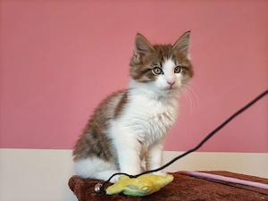 Gyönyörű szép maine coon kandúr - kép 5