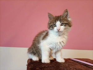 Gyönyörű szép maine coon kandúr - kép 4