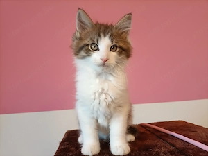 Gyönyörű szép maine coon kandúr - kép 9