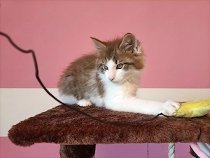Gyönyörű szép maine coon kandúr - kép 10
