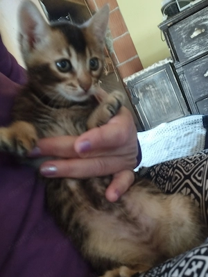 Abesszin kisl ny