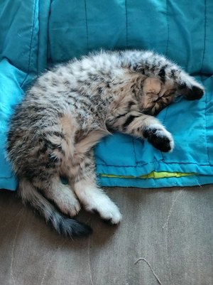 Exotikus perzsa kandúrka eladó  - kép 4
