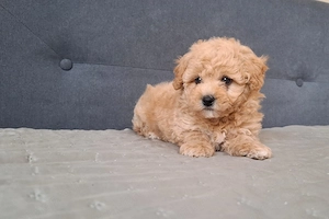 maltipoo babák eladók  máltai selyem  - toy uszkár - kép 3