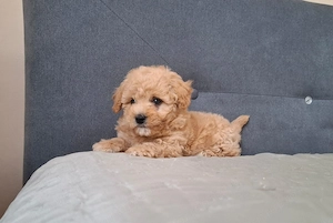 maltipoo babák eladók  máltai selyem  - toy uszkár - kép 7