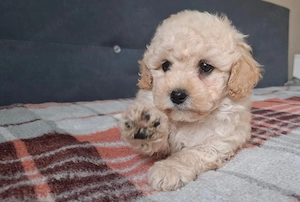 maltipoo babák eladók  máltai selyem  - toy uszkár - kép 5