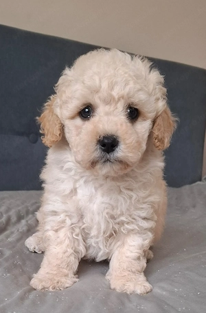 maltipoo babák eladók  máltai selyem  - toy uszkár - kép 8