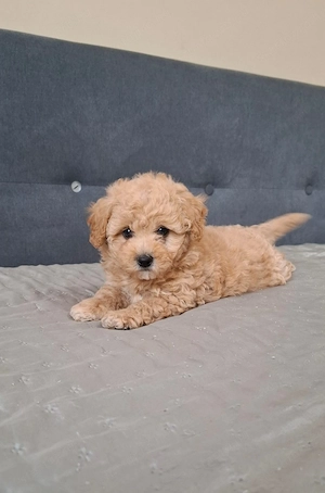 maltipoo babák eladók  máltai selyem  - toy uszkár - kép 2