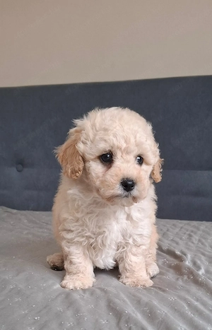maltipoo babák eladók  máltai selyem  - toy uszkár - kép 4